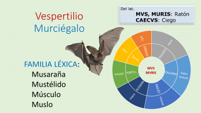 Vespertilio Etymo.png